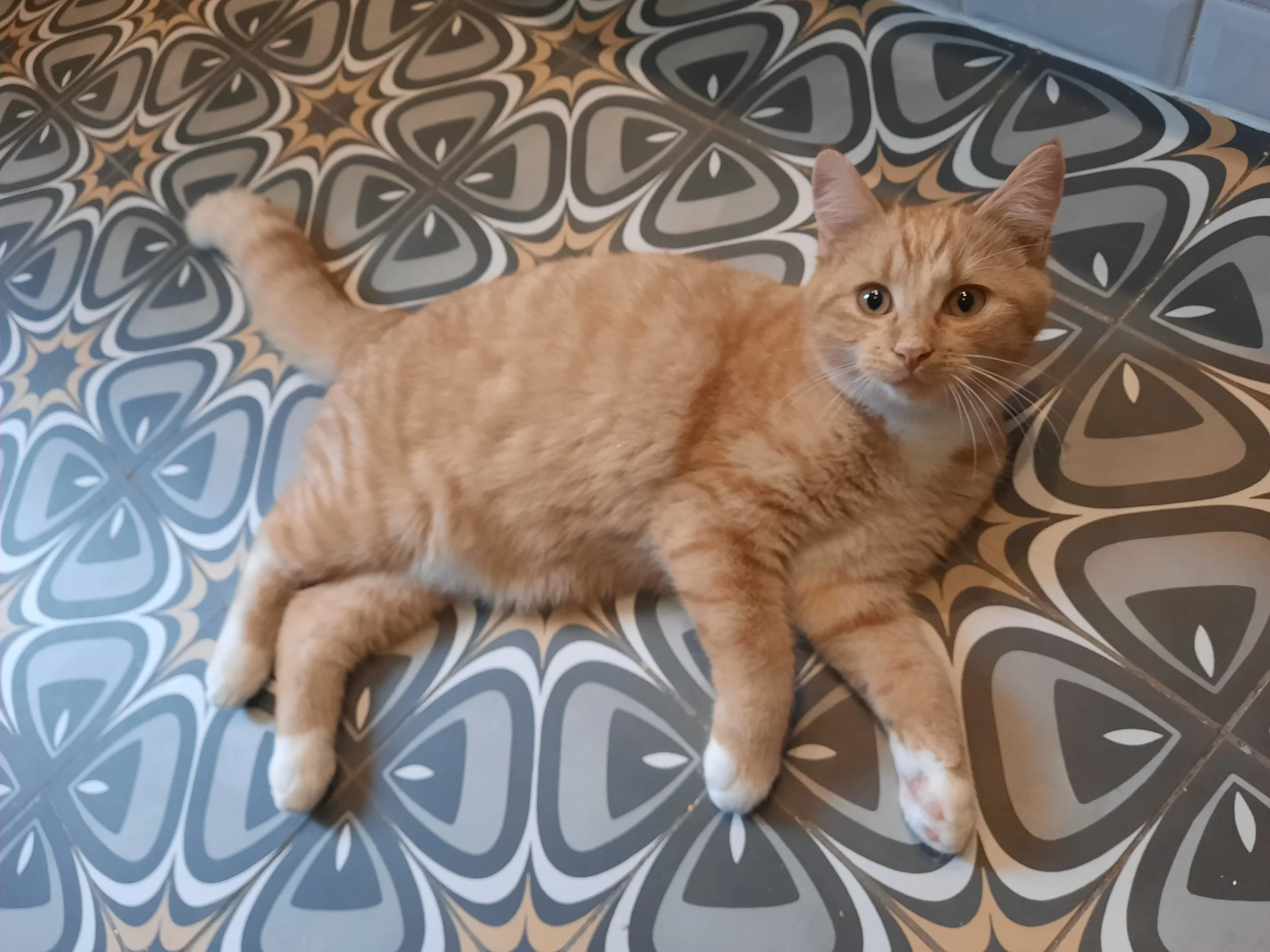 ARCHIE - en FA