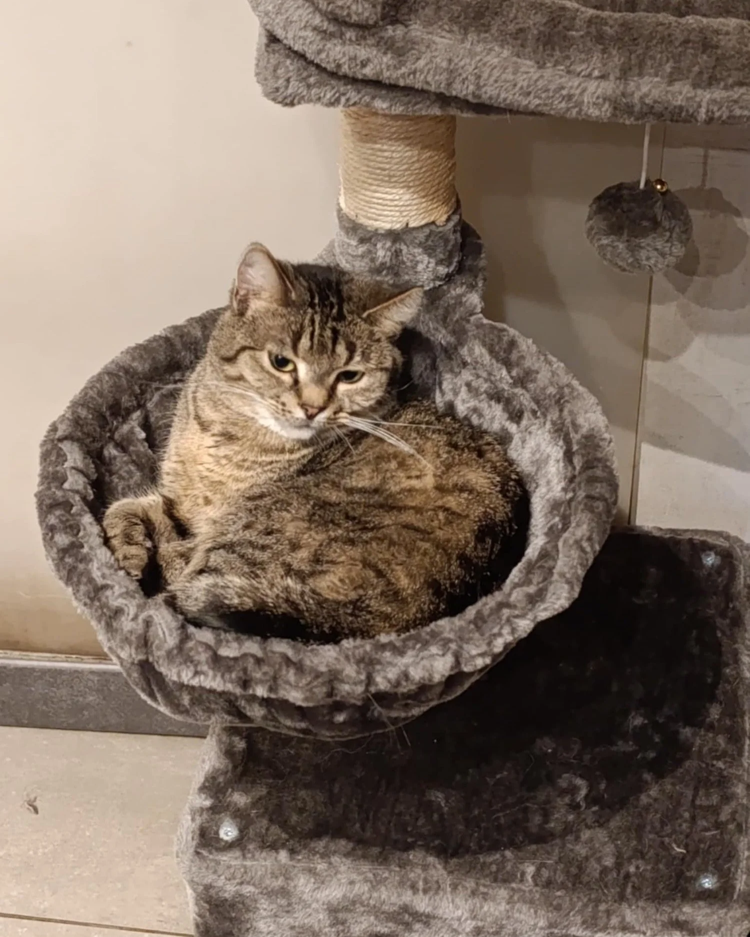 🤎 YUKA 🤎

[A L'ADOPTION] 

Yuka est une femelle n&eacute;e le 10/04/2021, en famille d'accueil &agrave; Moustier-sur-Sambre. 

Yuka est la s&oelig;ur de Muse, elle est douce et c&acirc;line.
Au premier abord,  elle est un peu timide avec l'humain, 