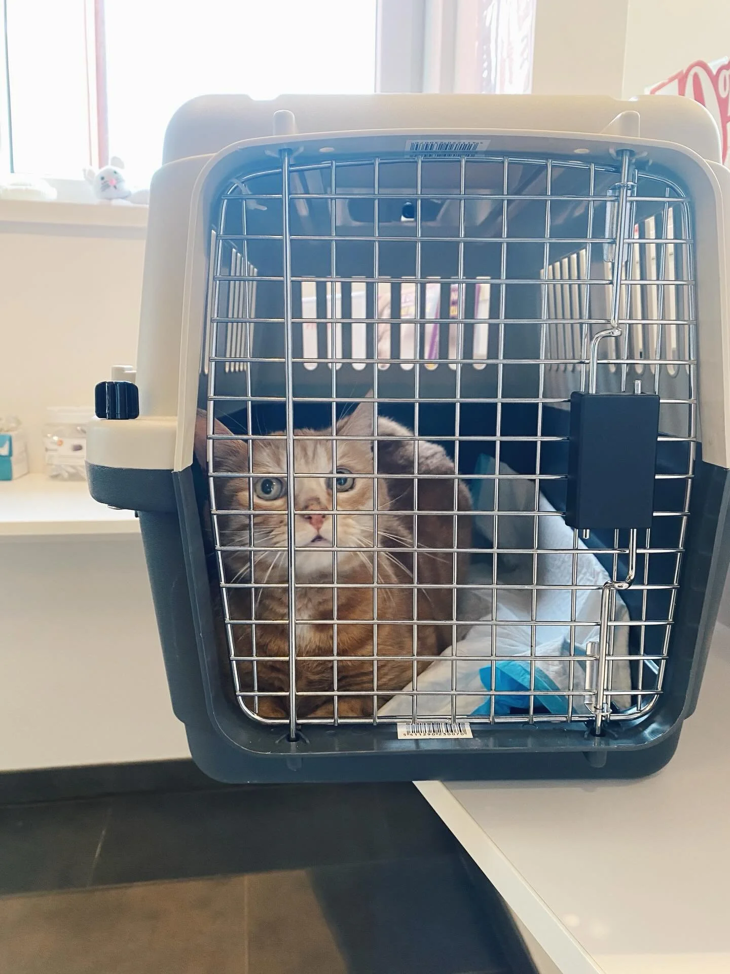 C&rsquo;est le grand jour de l&rsquo;op&eacute;ration de Jack. 👩&zwj;⚕️❤️&zwj;🩹

Apr&egrave;s avoir tent&eacute; toutes sortes de traitements (att&egrave;les, bandages et soins divers) pour la cicatrisation de sa blessure de frottement et pour essa