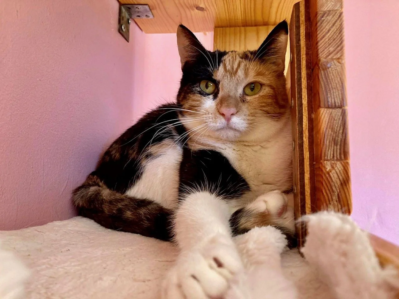 PALOMA - Au refuge