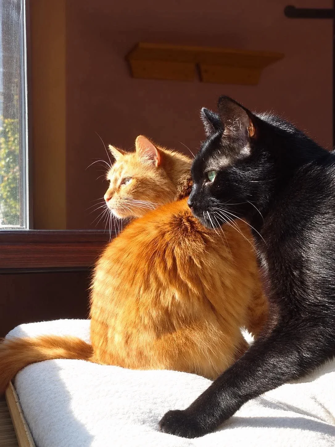 THYRION ET SIMBA - Au refuge 
