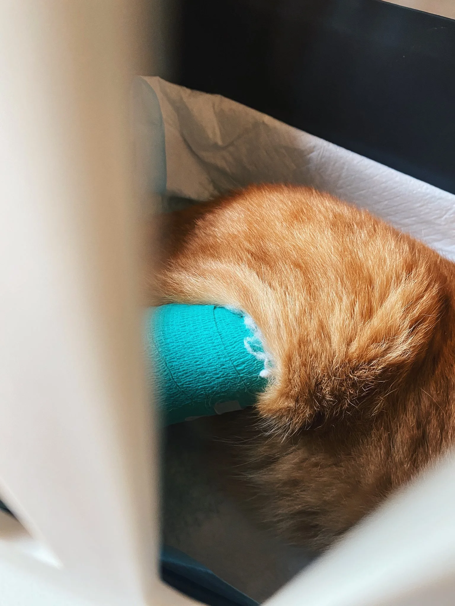 647213837_1392539306236668_2082093619761806503_n (1).jpg