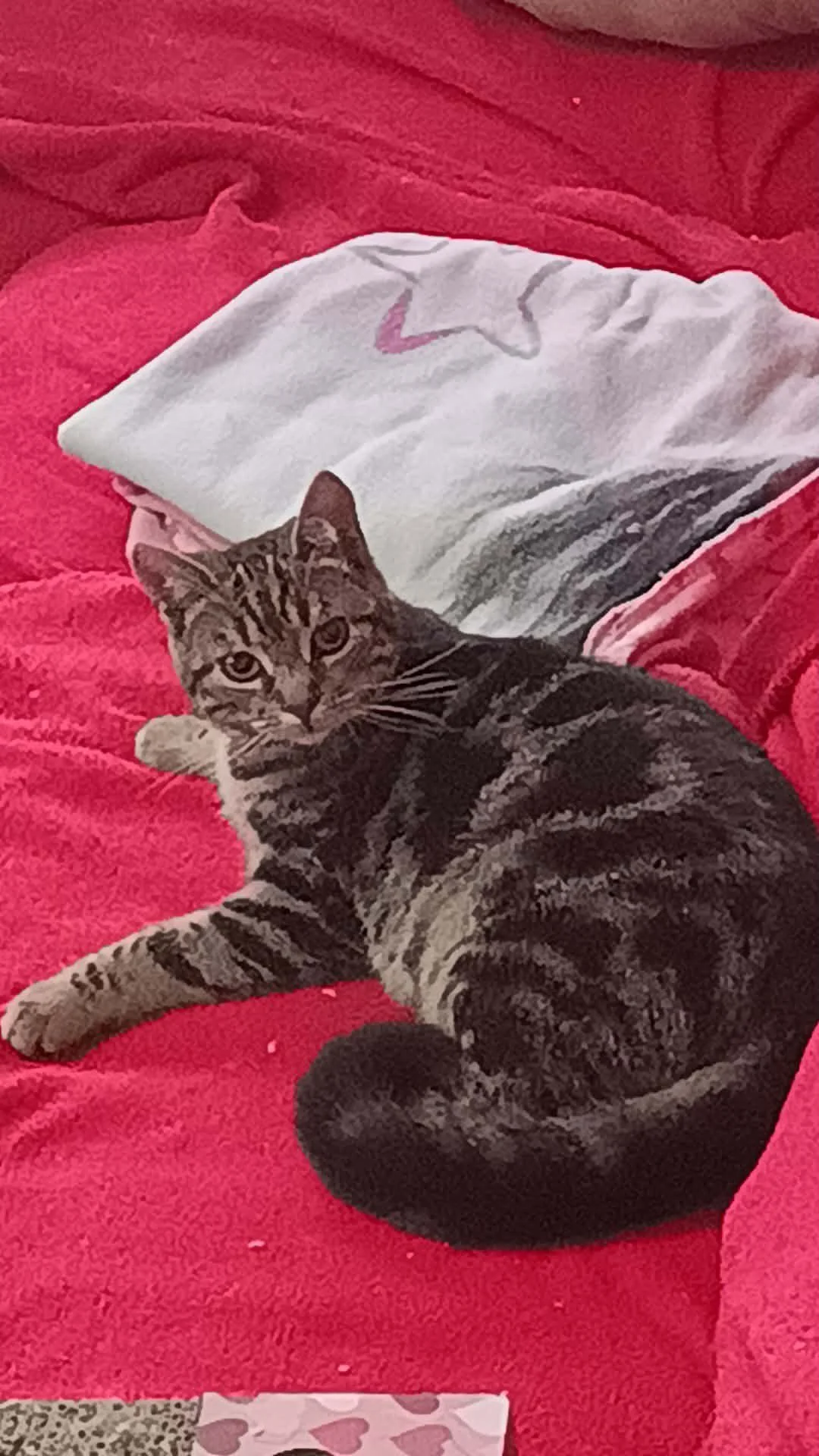 d30c27c9-786f-431e-9077-d6748f3939a0.jfif