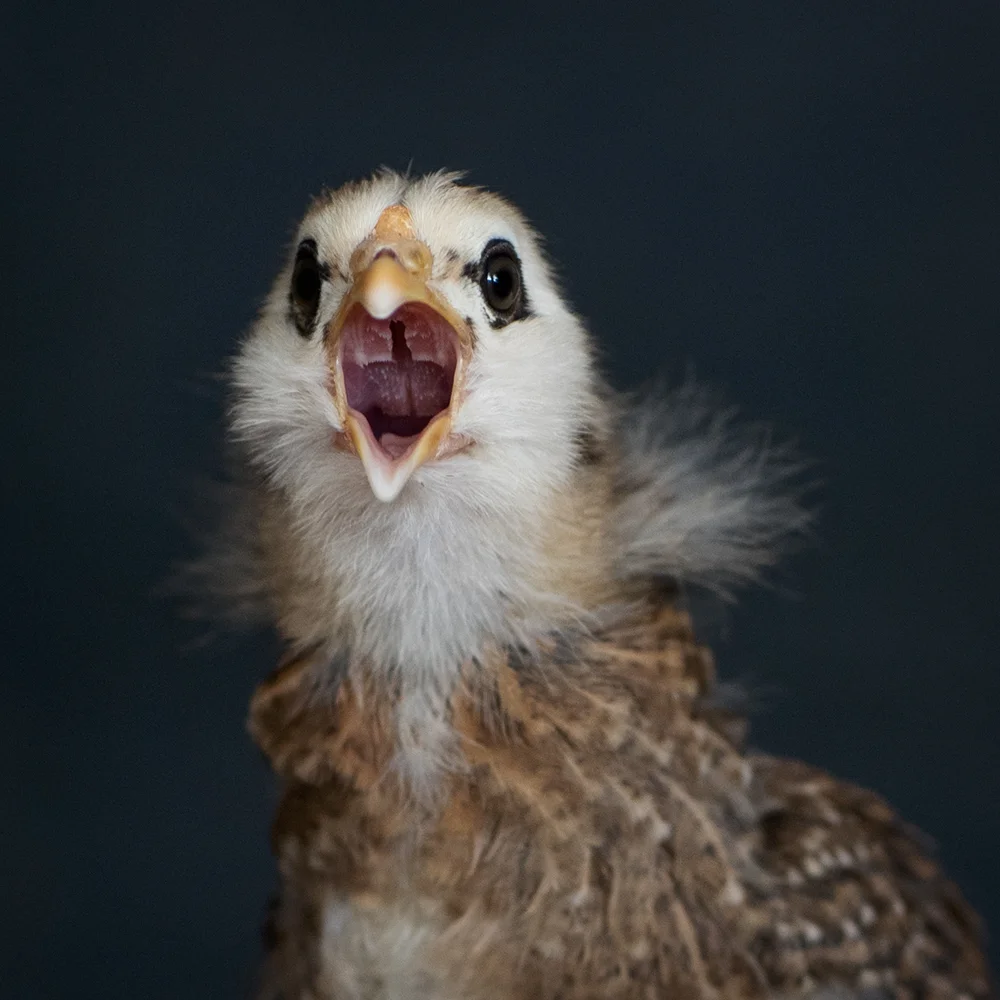 ADOLESCANT CHICKENS