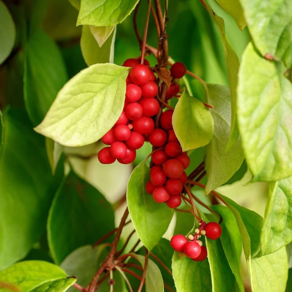 shizandra pleasure.jpg