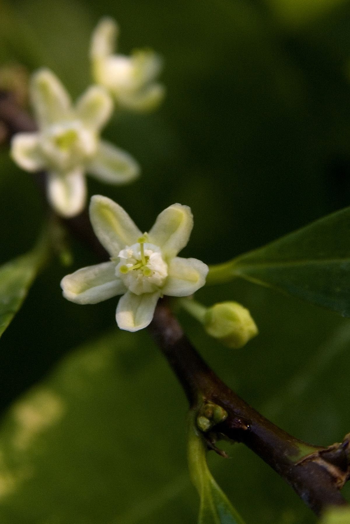 coca flower.jpg