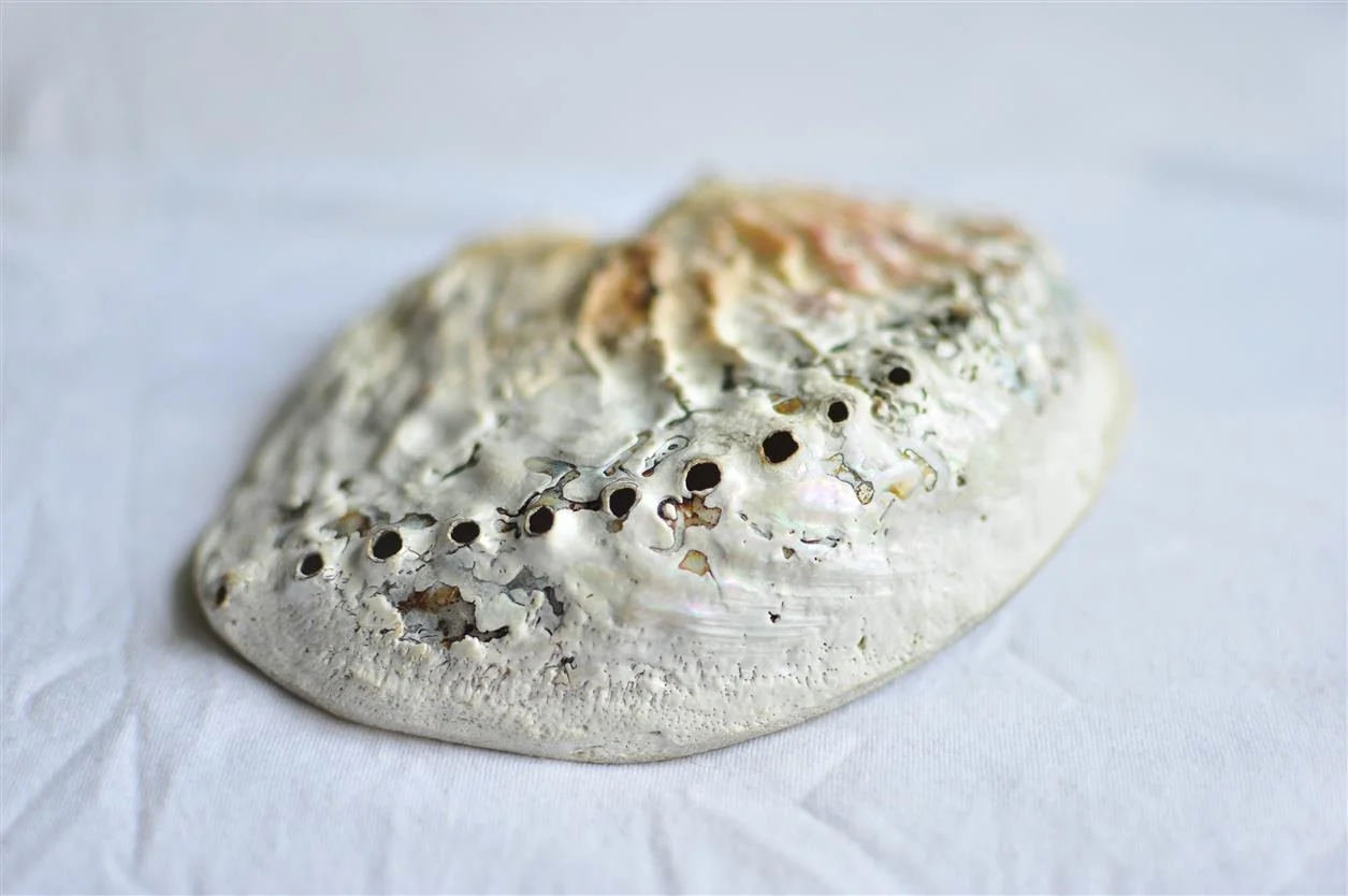 Shell from Israel (Front)