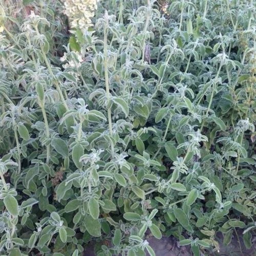 Wild Sage Smudging Stick