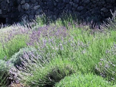 Lavender Smudging Stick