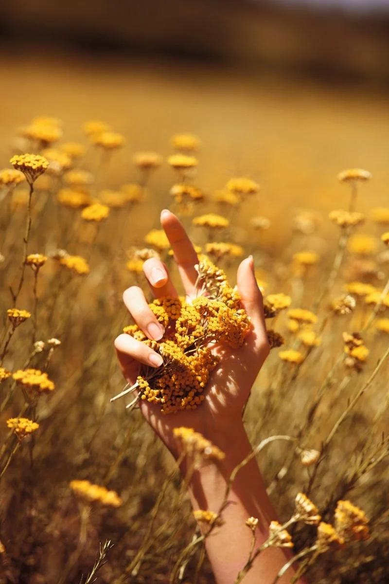 THE GOLDEN HEALER: Why Helichrysum italicum Transforms Problematic Skin