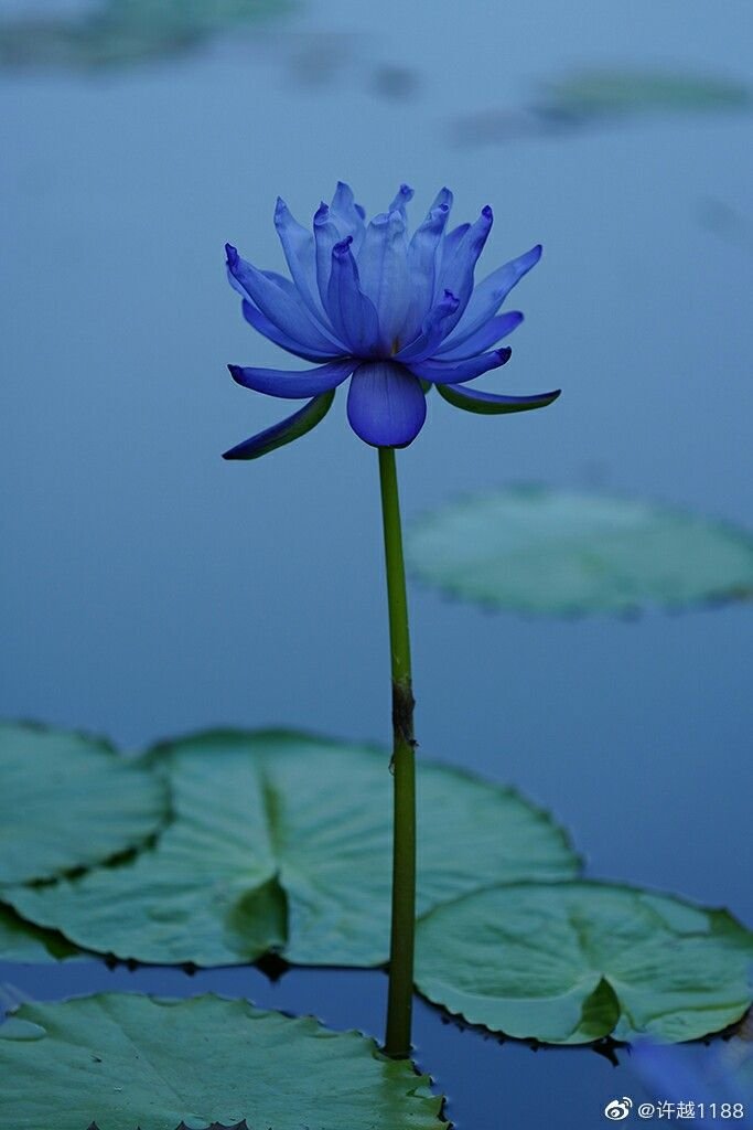 blue lotus.jpg