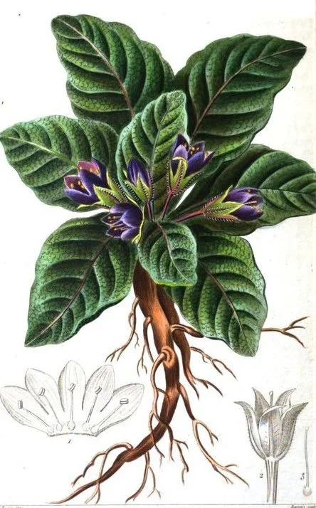 mandragora1.jpg