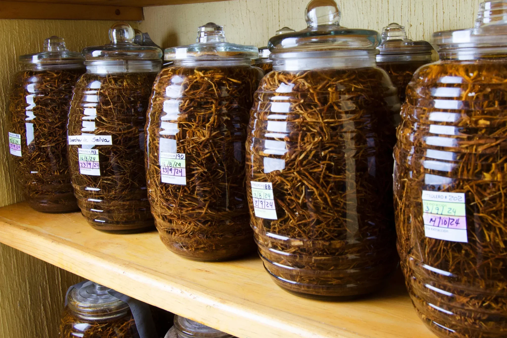 Large glass jars filled with Chilcuague root tincture, placed on a wooden shelf, each jar labeled with handwritten notes.