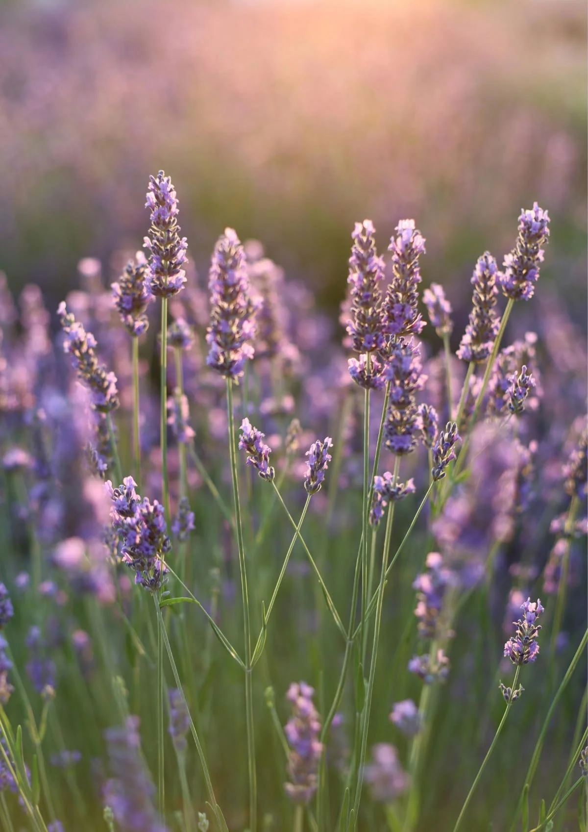 Relaxing & Heart balance