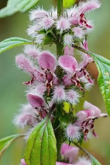 motherwort2.jpg