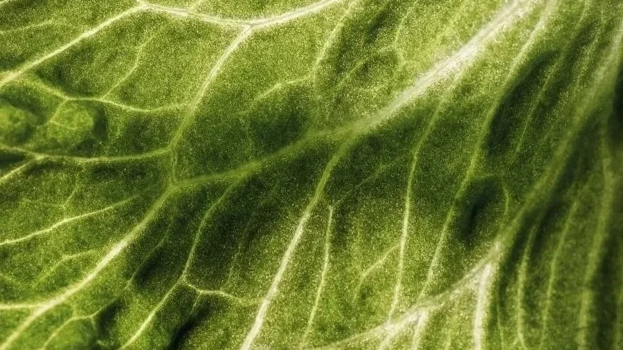 Detox & Purification