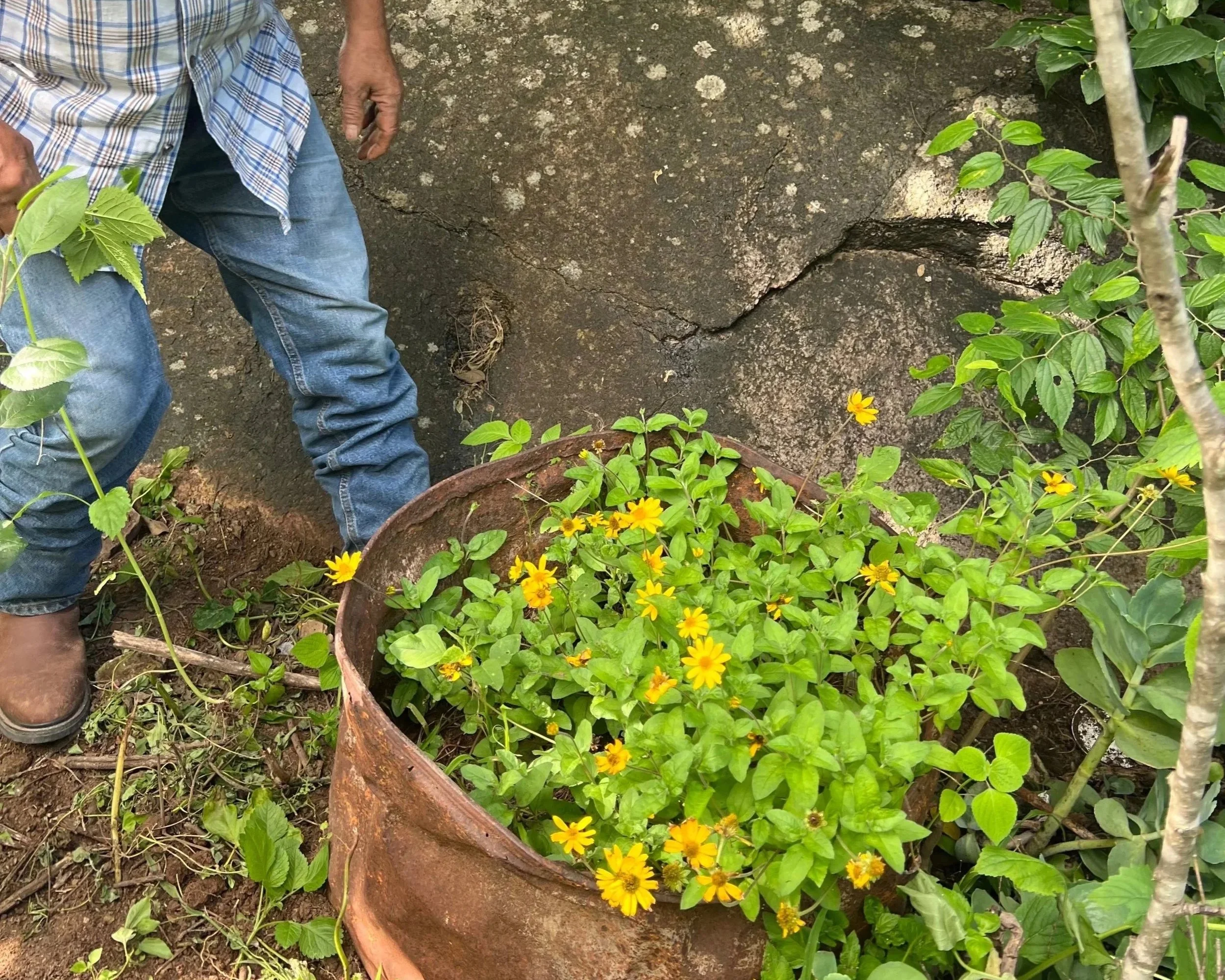 A rusted metal barrel filled with yellow Chilcuague flowers and green foliage, with a person standing nearby in jeans and a plaid shirt, outdoors on a rocky ground with additional plants.