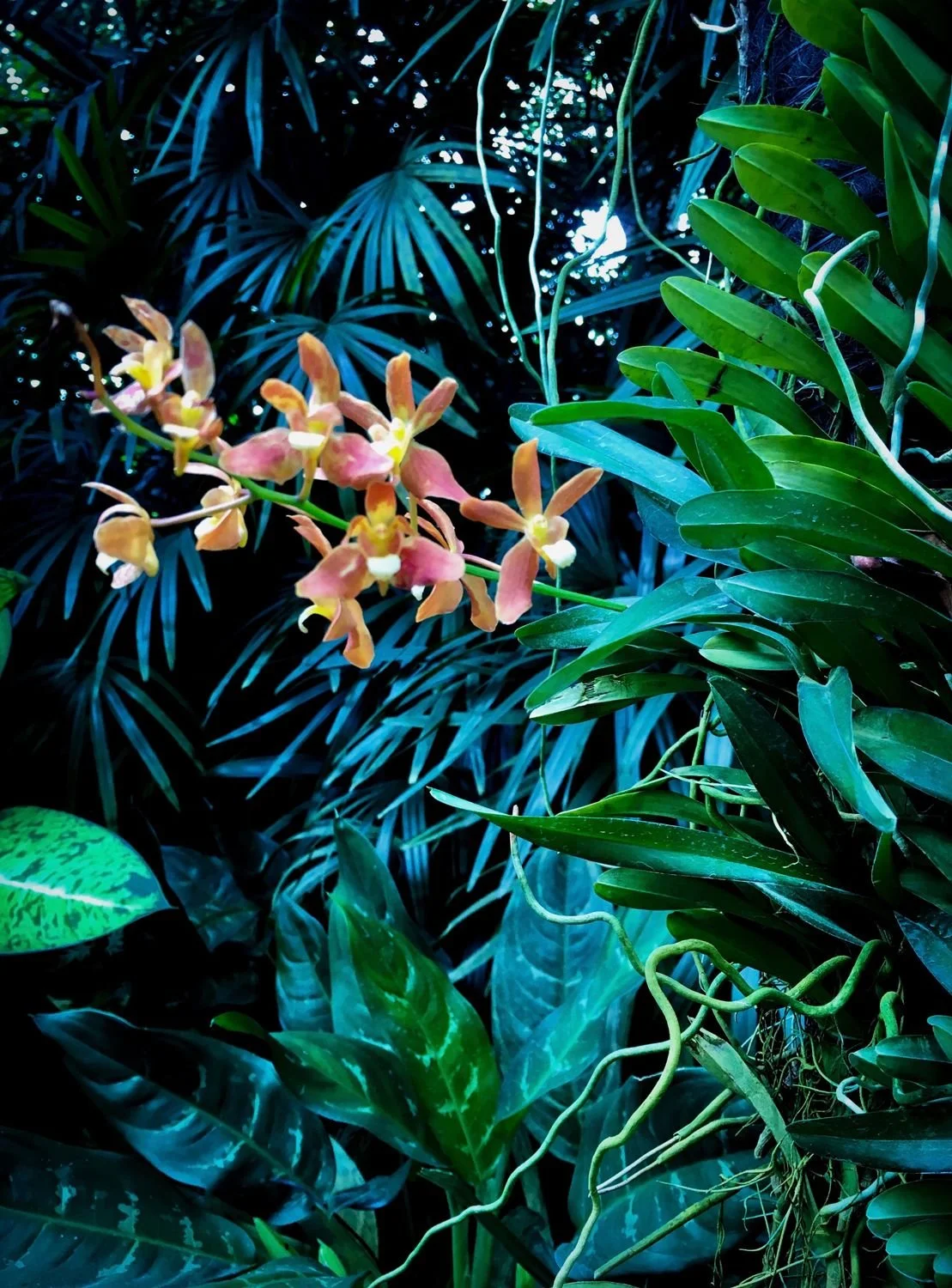 jungle flowers.jpg