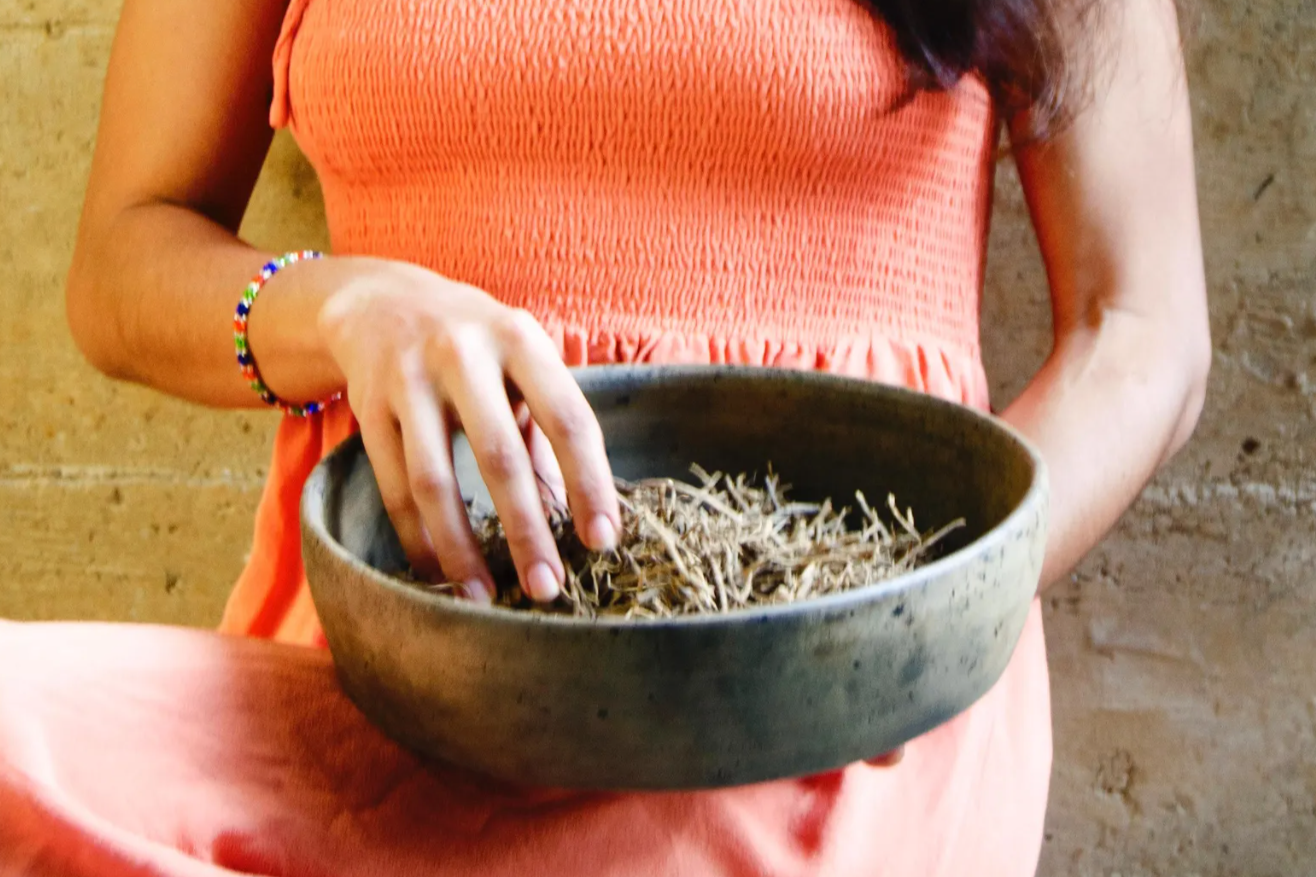 Person holding a bowl with Chilcuague roots.