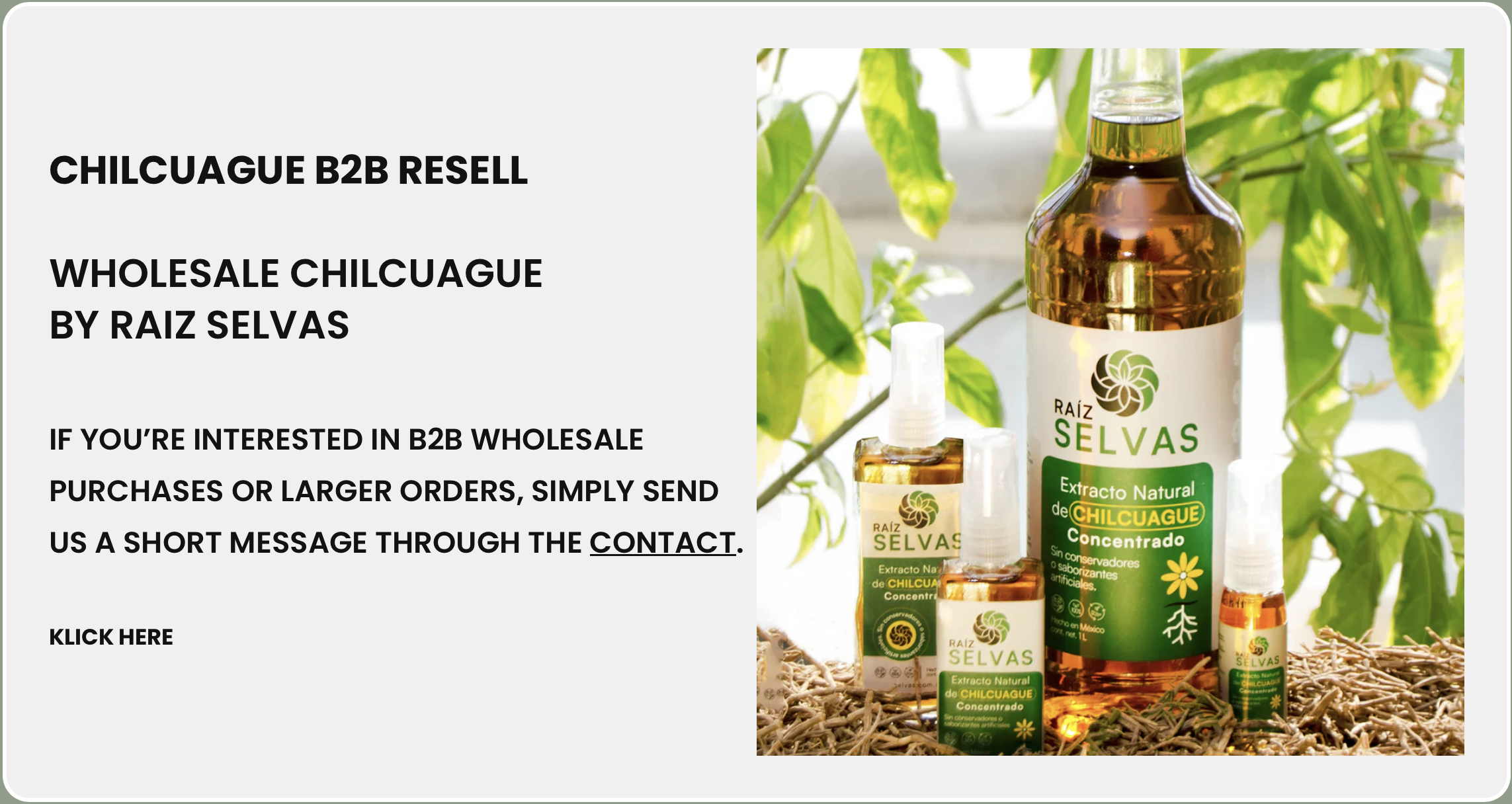 Display of Raiz Selvas Chilcuague natural extract bottles, including a large bottle with green and white label, and smaller bottles in front, set on a bed of twigs with green leaves in the background.