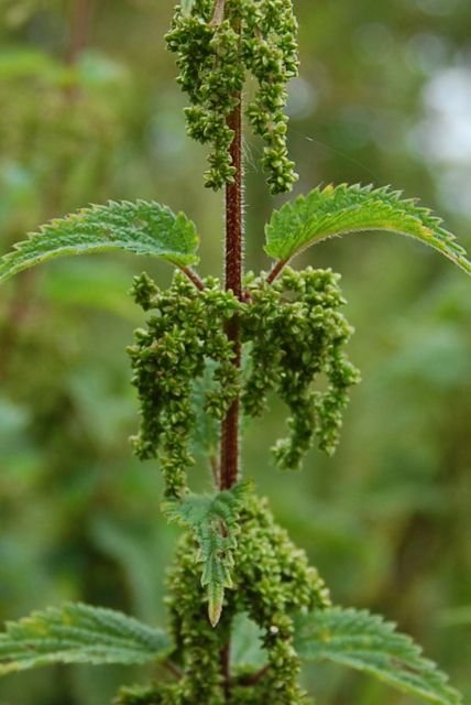 nettle.jpg