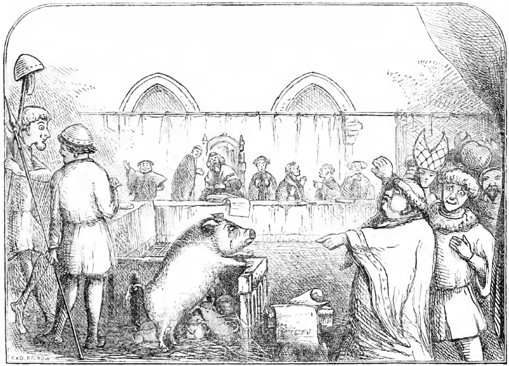 Pig on trial 
