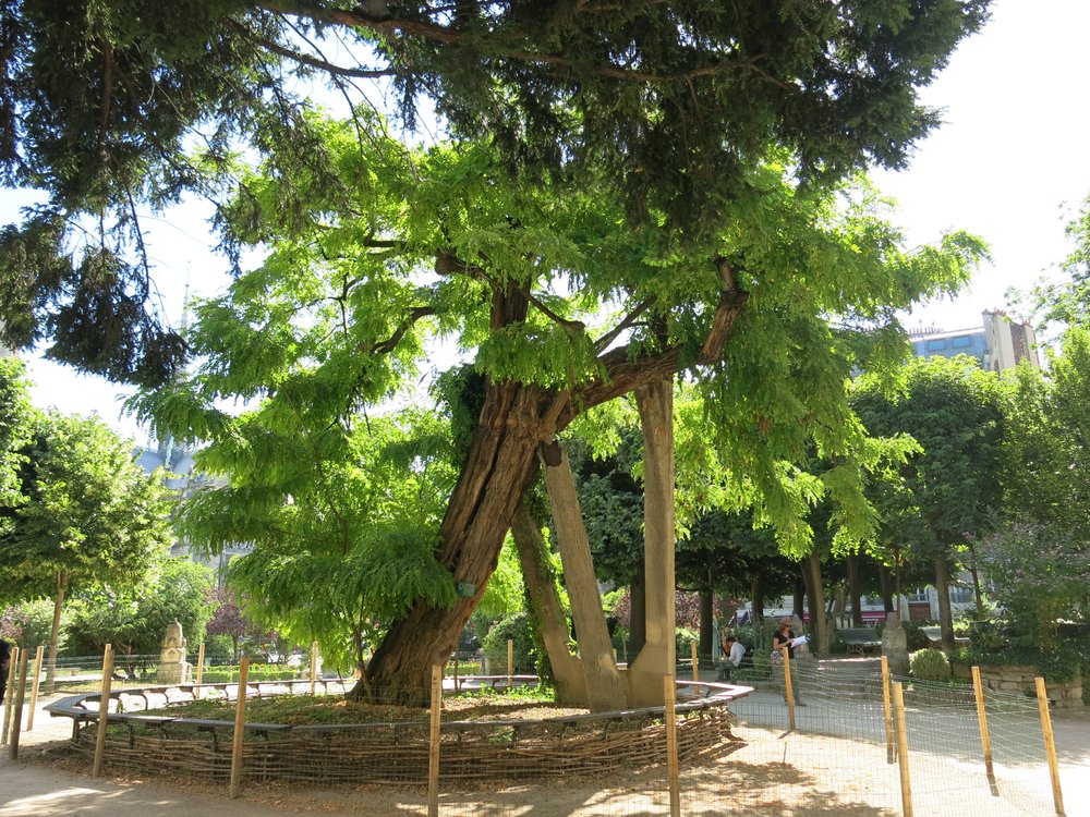 Oldest tree
