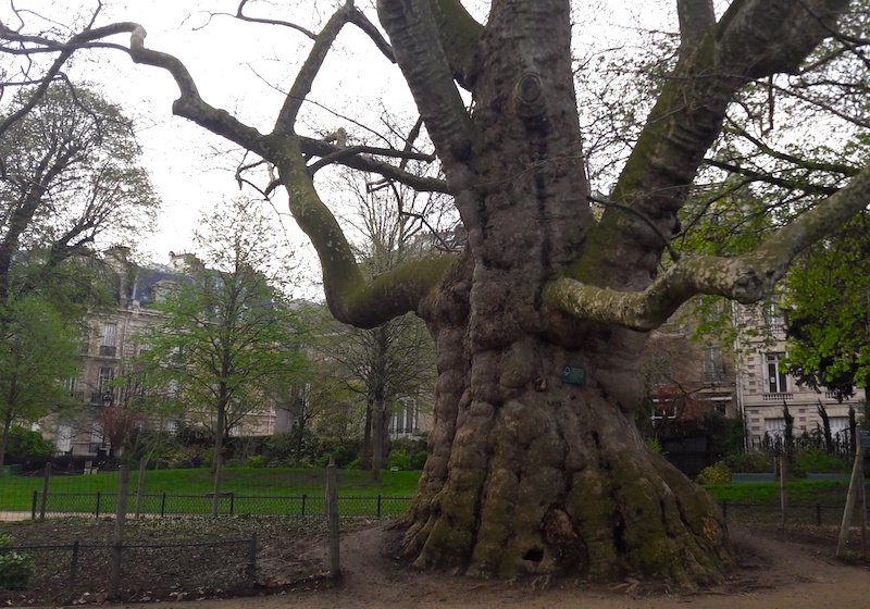 widest tree - Monceau