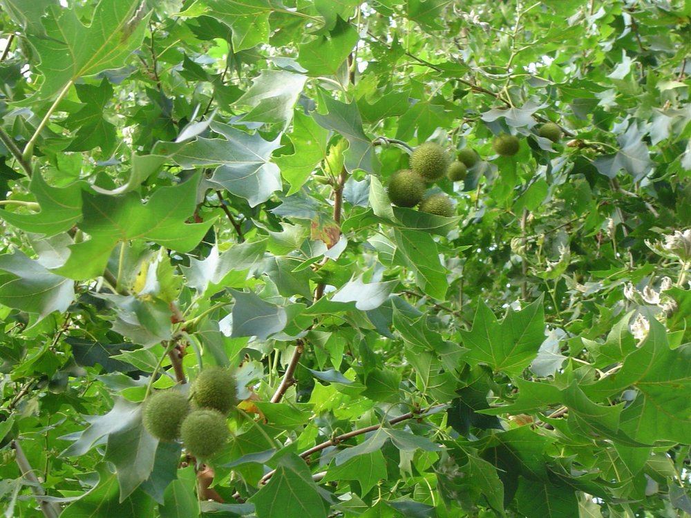 London Plane tree 