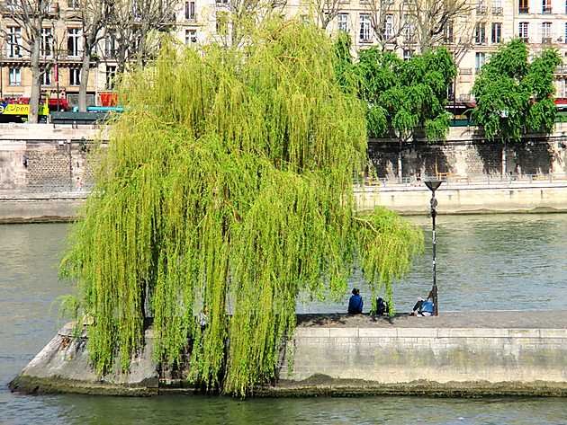 Willow on Ile de la Cite