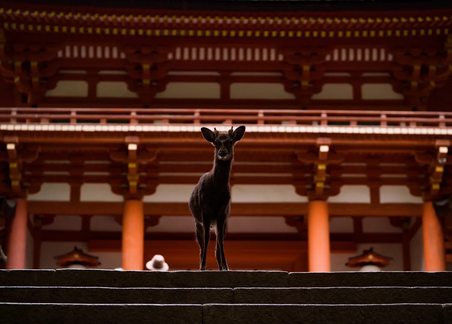deer-steps-nara.jpg