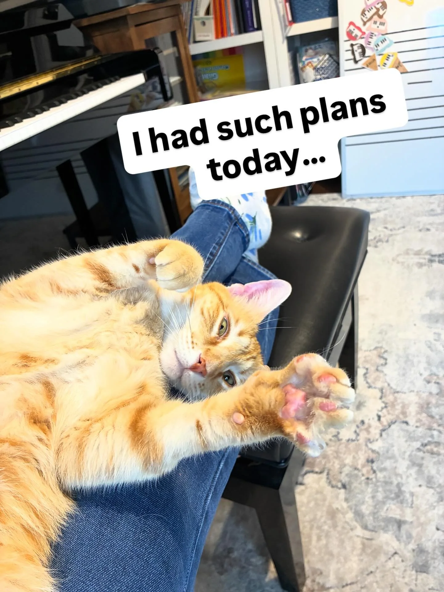 &hellip; but now I&rsquo;m a cat bed. #studiocats #pianoteacher