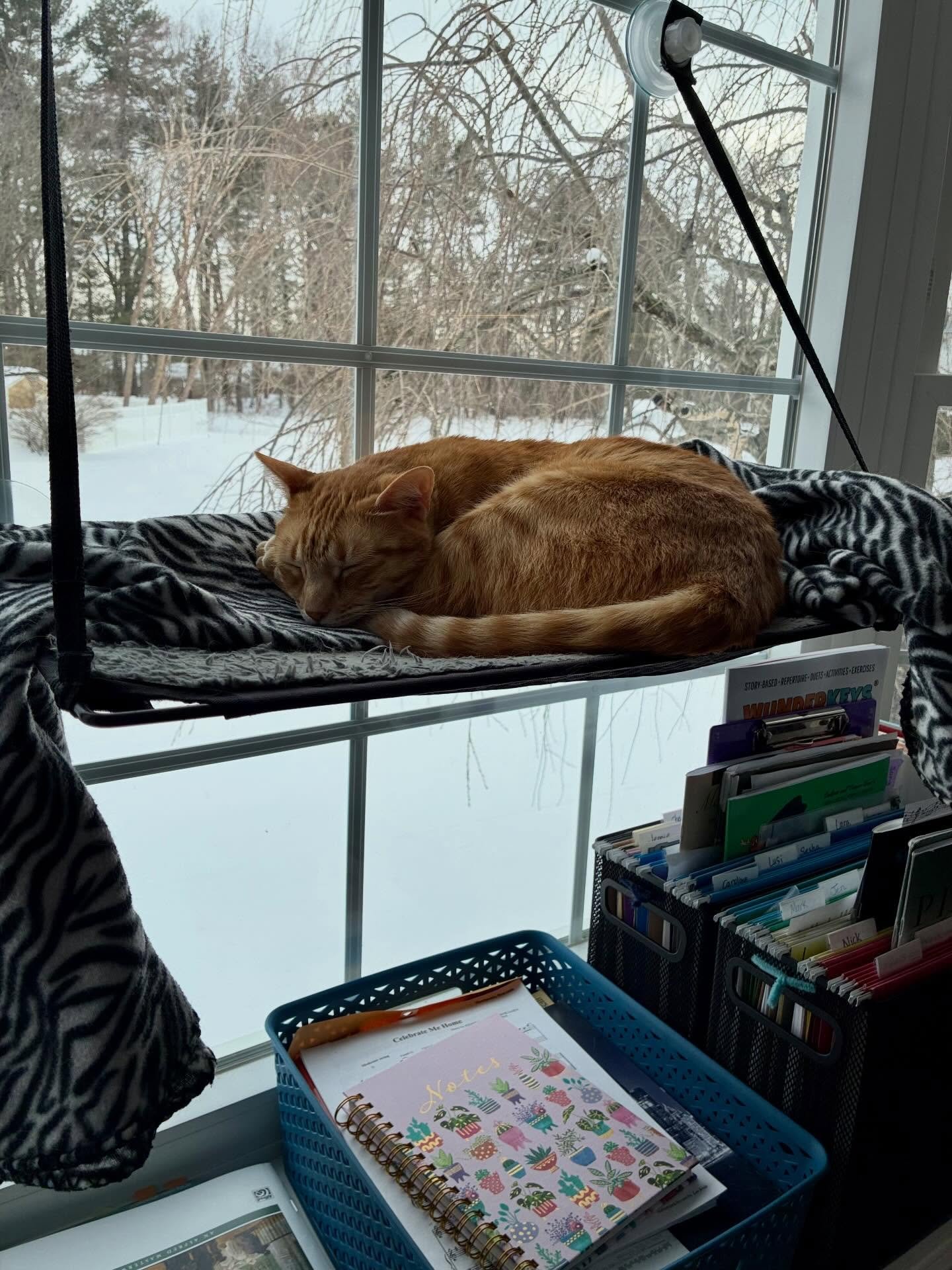 Somebody is ready to nap while the Wednesday students play her some lovely music! 🎶 🐈 #studiocats #musicteacher