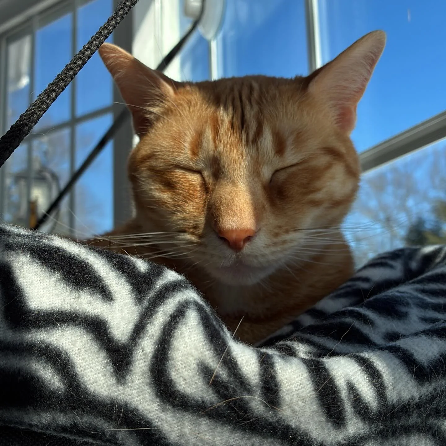 I mean, this is pretty much just a cat appreciation instagram at this point but she&rsquo;s just so beautiful. #Venus #StudioCat