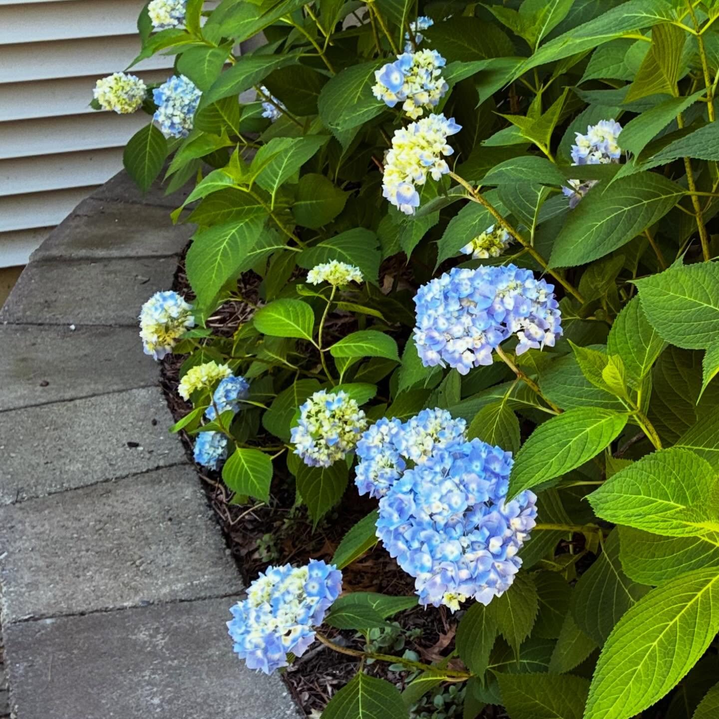 Days off are for gardening. Excited my big leaf hydrangeas survived the ice this winter. First year of take off for the perennials!