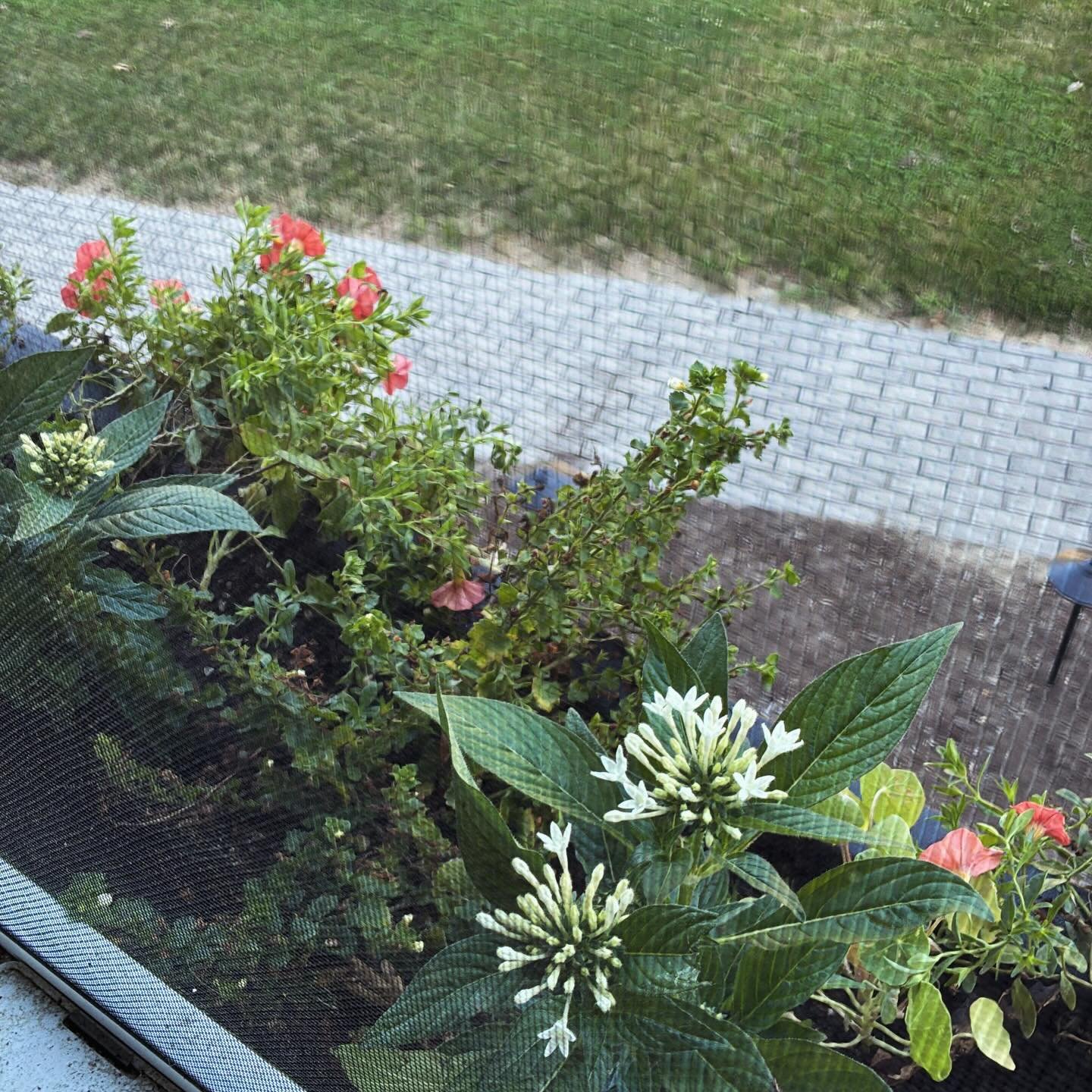In the summer, the lesson schedule may be light but the gardening fills it perfectly.