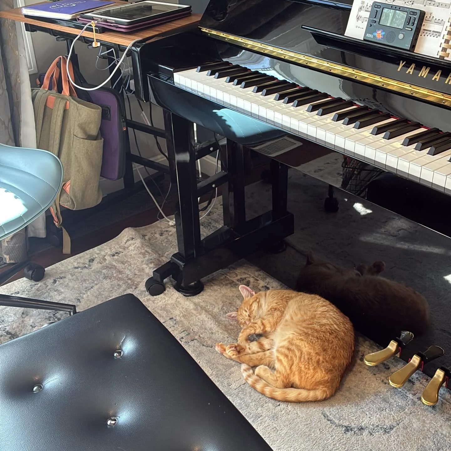 I never get tired of finding Mars hanging out in the music room. He&rsquo;s just the best work buddy.