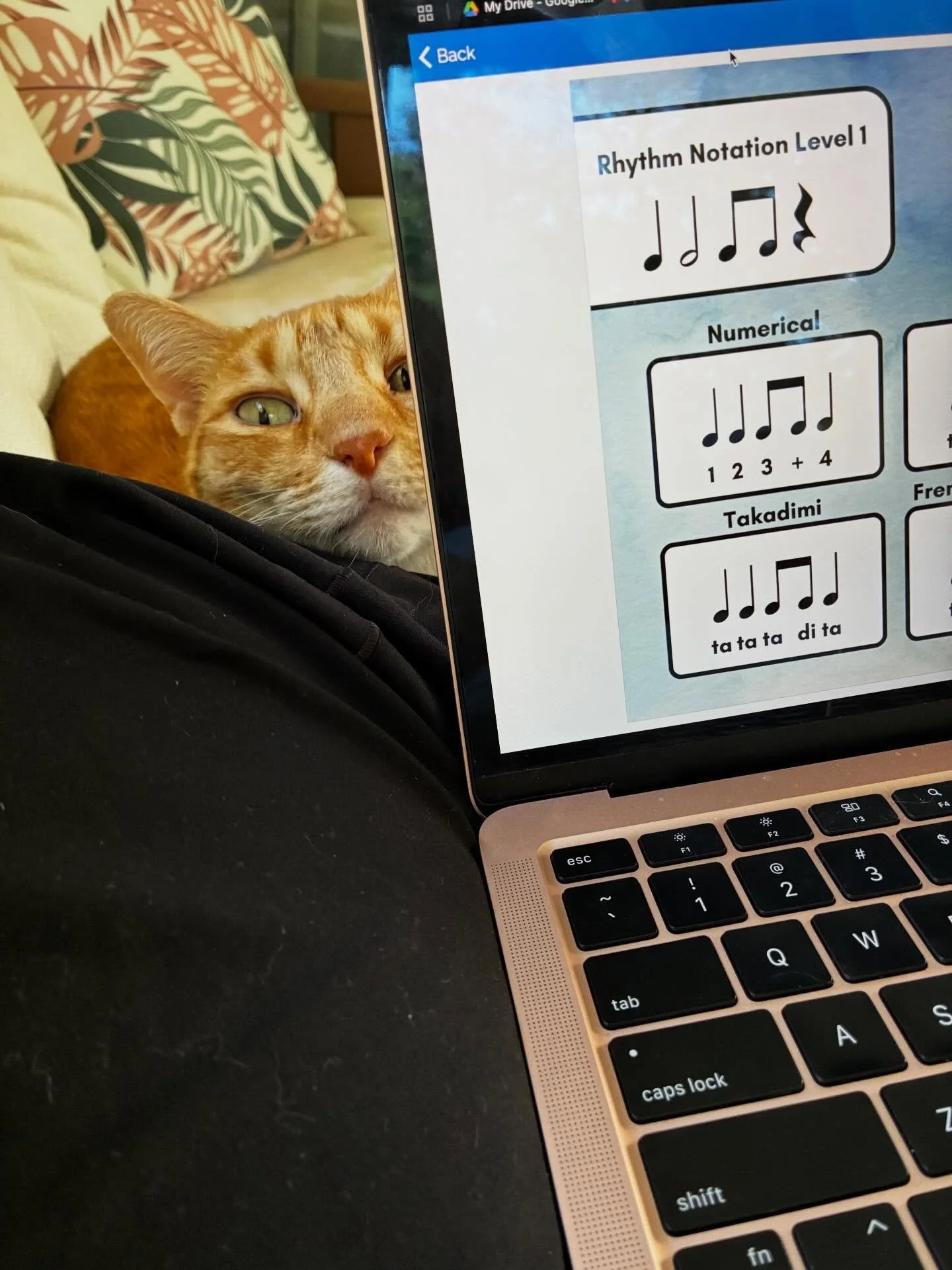 Let&rsquo;s hang out on the deck and work on some @boomlearning resources, but with cats!
