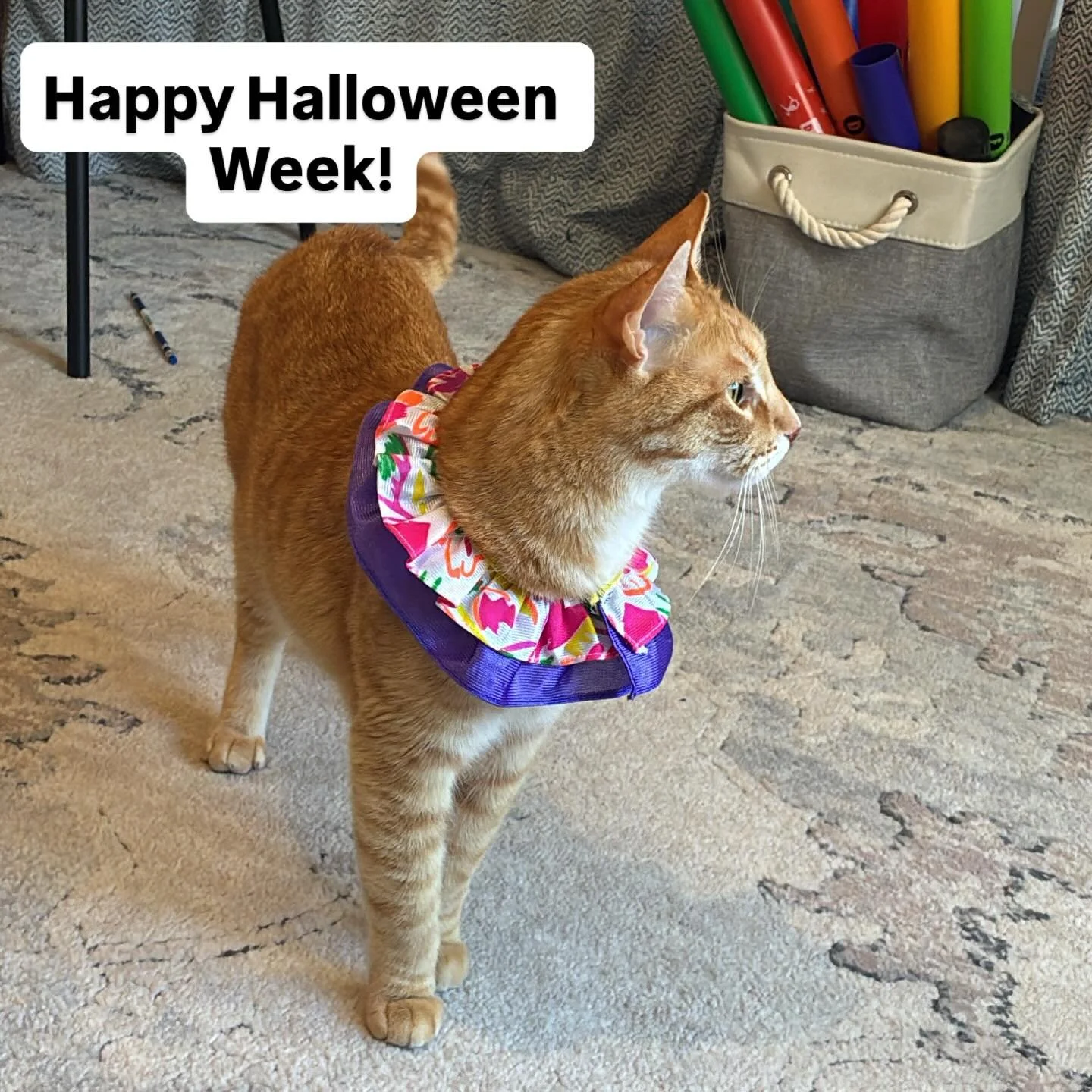 Gotta love orange cats! Mars doesn&rsquo;t mind his silly clown collar. He&rsquo;s all dressed up for lessons this week!