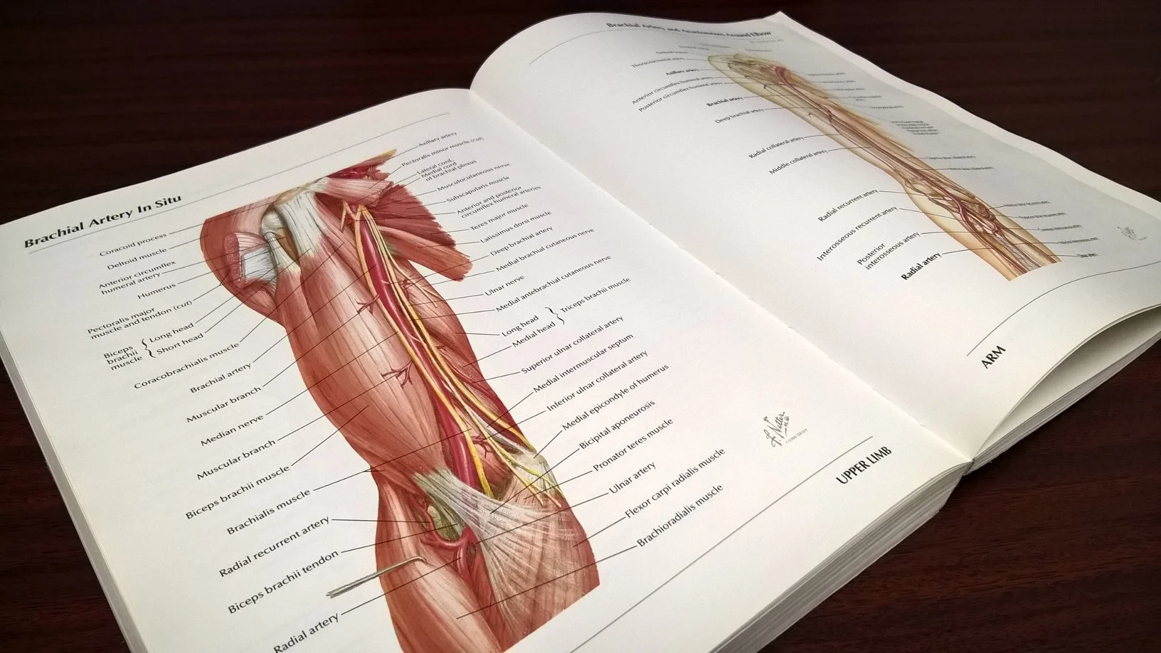 anatomybook.jpg