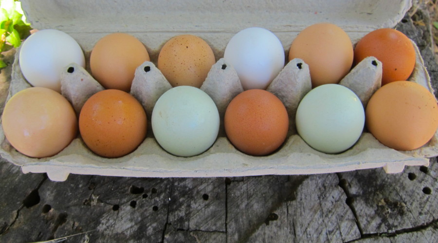Large Eggs — Full Circle Community Farm