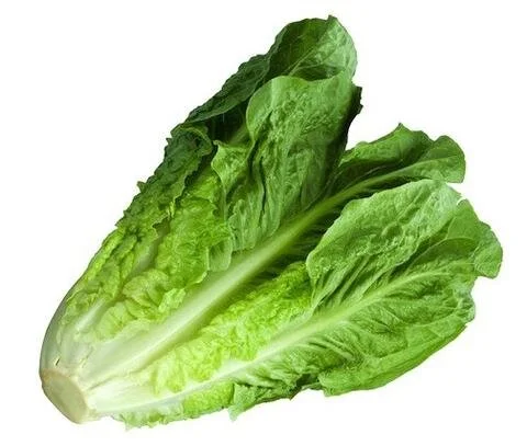 Romaine-Lettuce.jpg