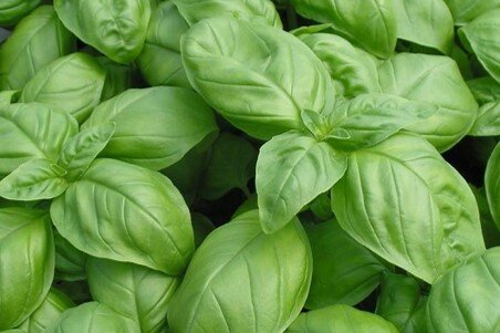 herb-basil.jpg