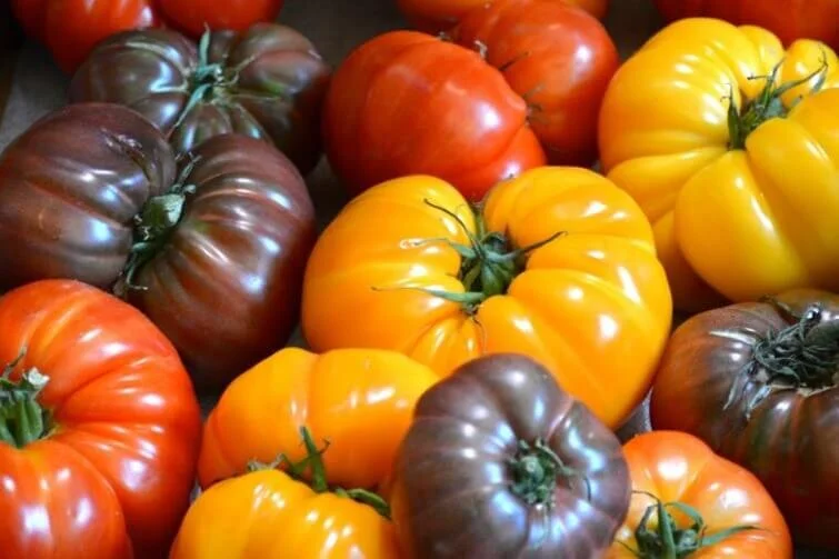 tomato-heirloom.jpg