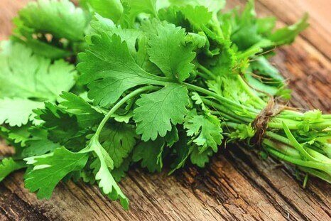 cilantro.jpg