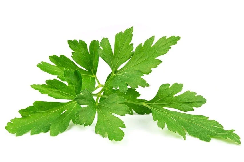 herb-parsley.jpg