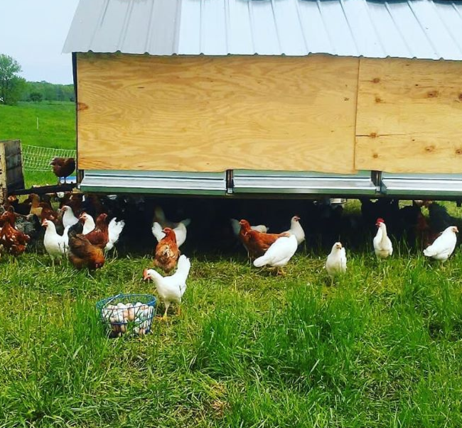Discontinuing Egg Production: Our Farm's Difficult Decision and Future Plans