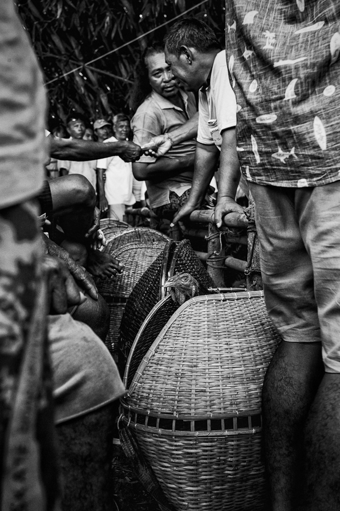  It can take up to three years for a rooster to reach its fighting prime. Until that age they are hand fed special diets, cared for by their owners and kept in a wicker basket near the road so they are used to people and chaos. 