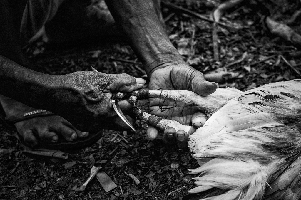  The razor sharp tadji make for a quick fight, which usually ends when the tadji cuts deep into the losing bird. 