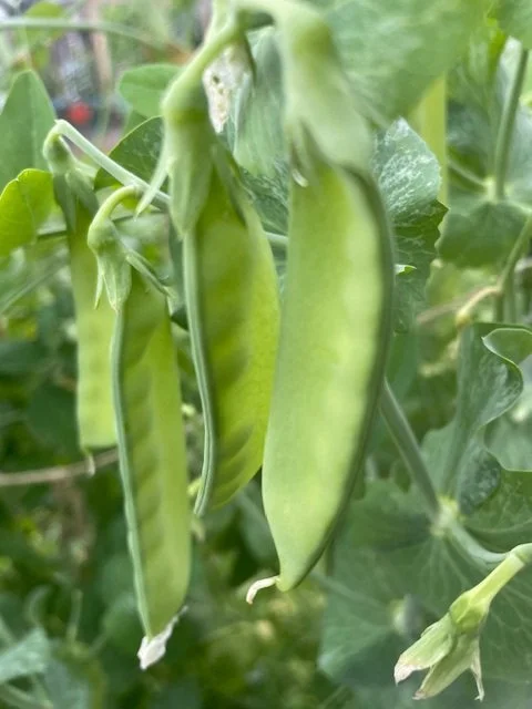 snowpea.JPG